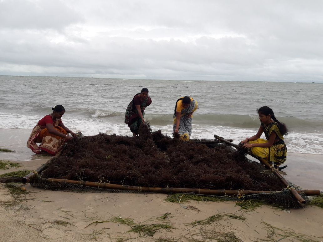 Rafts and Monoline/Tubenets for seaweed cultivation