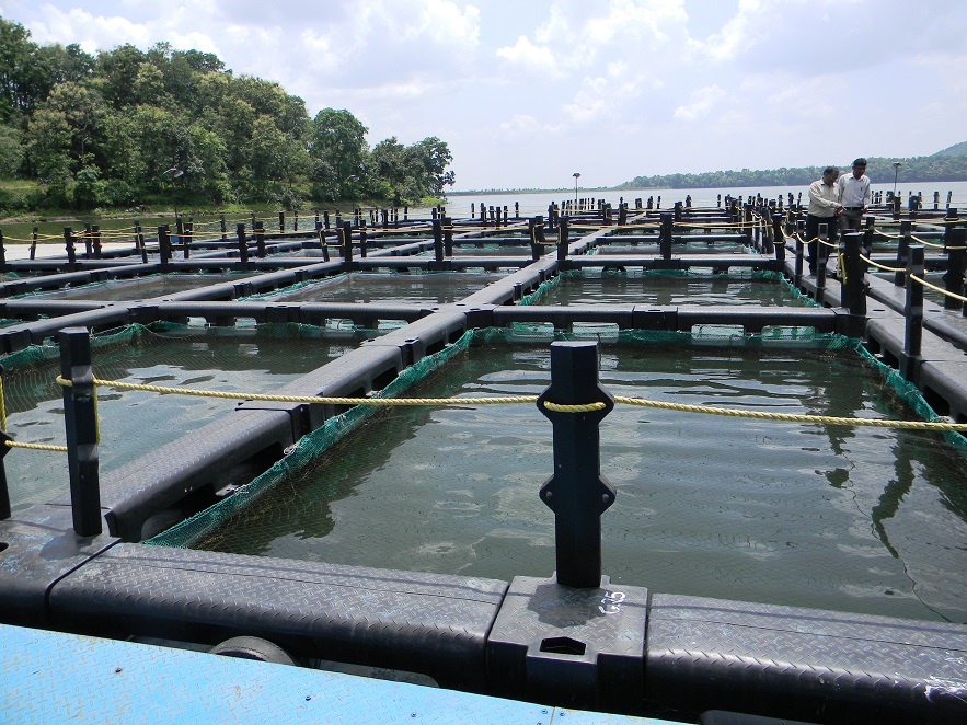 Number of cages and 72.7 hectares pens in reservoirs and other water bodies