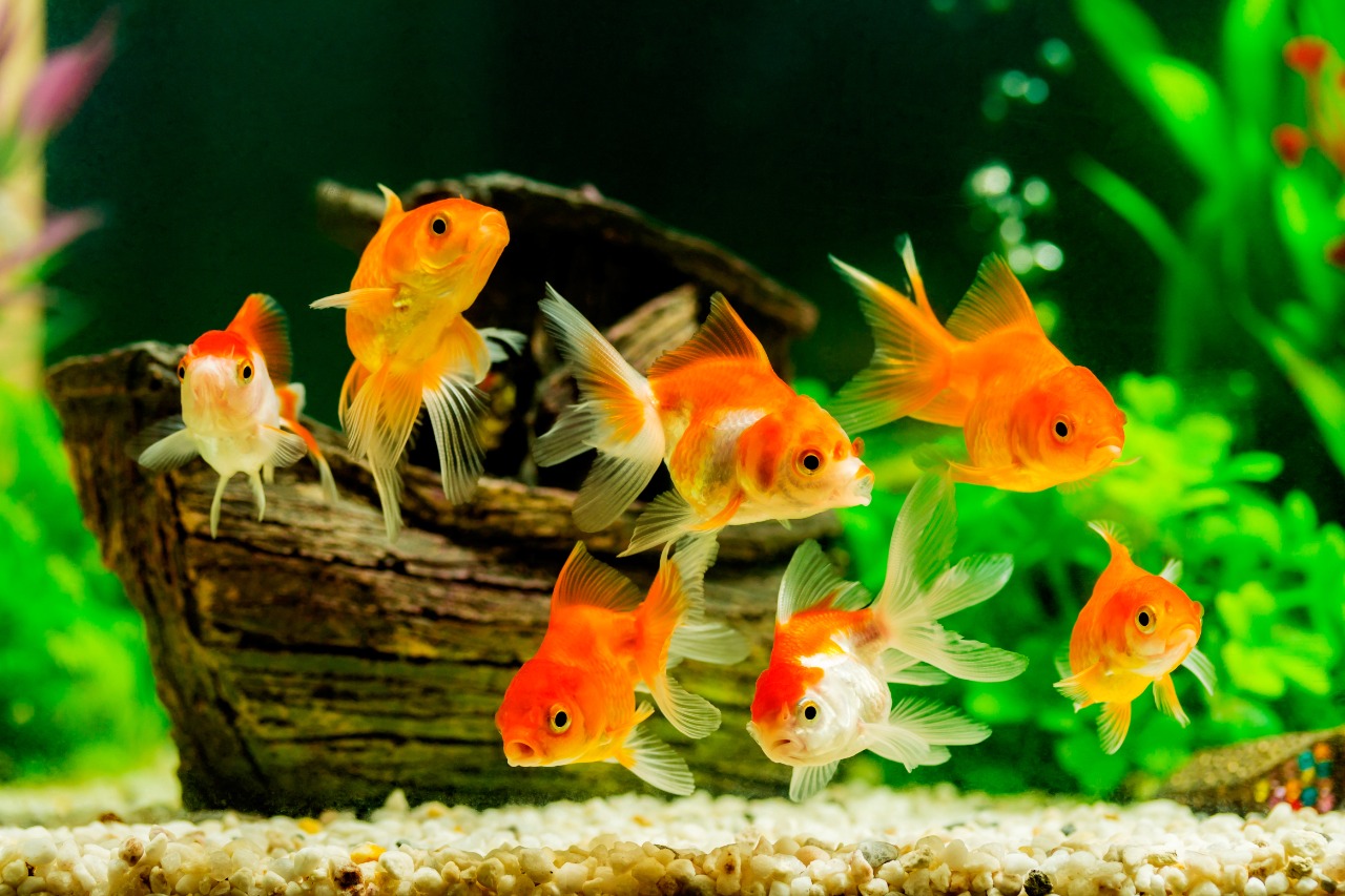 Ornamental fish rearing units and Integrated Ornamental fish units